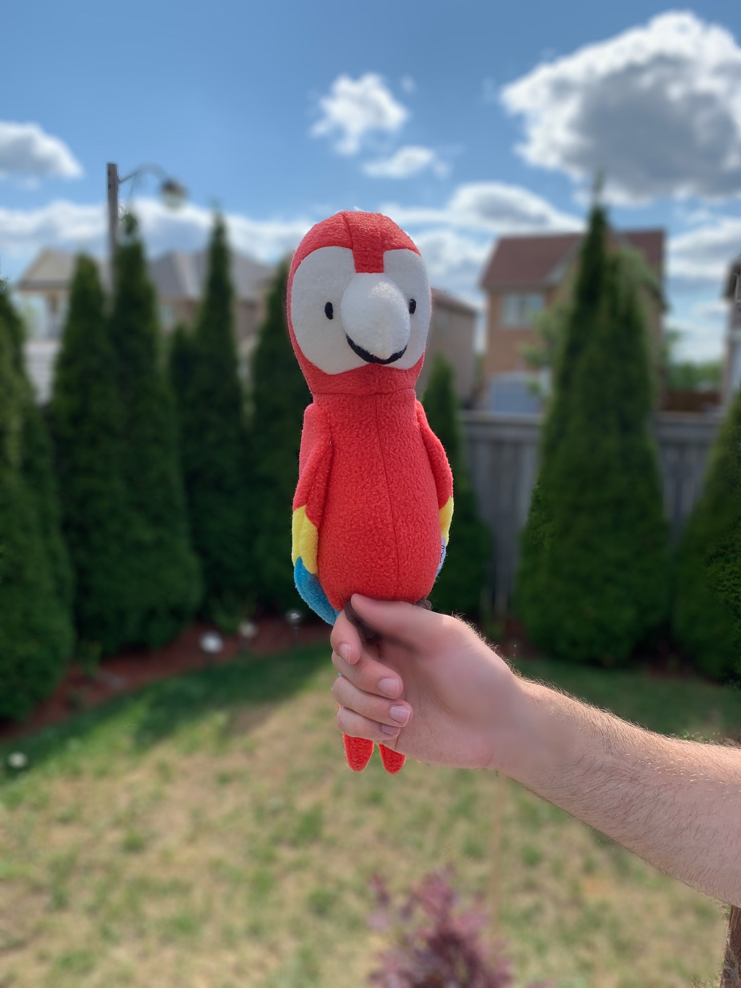 Pierre the Parrot